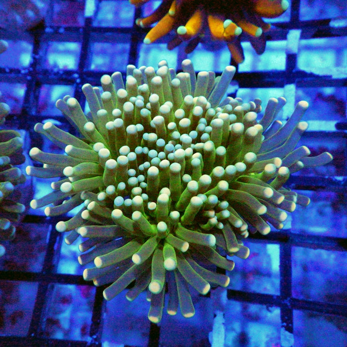 Green White Tips Torch