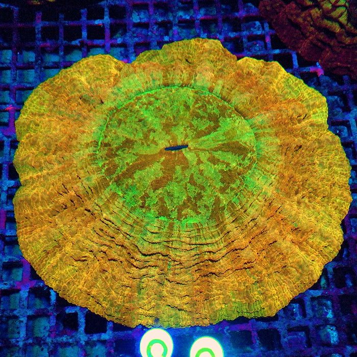 Acanthophyllia Super Ultra