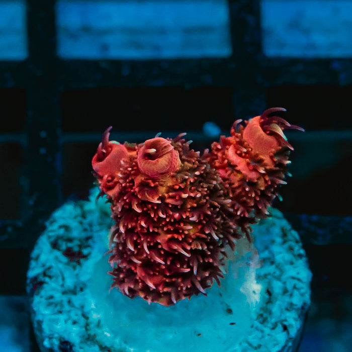 REx Red-Orange Bomb Mille