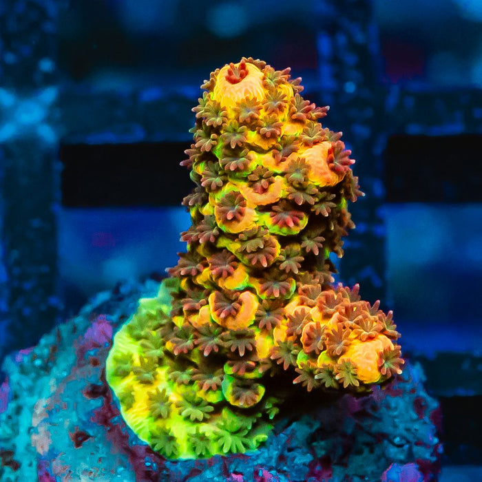 52 Acro Frag