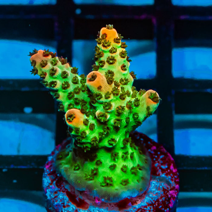 REx Red Glow Hyacinthus