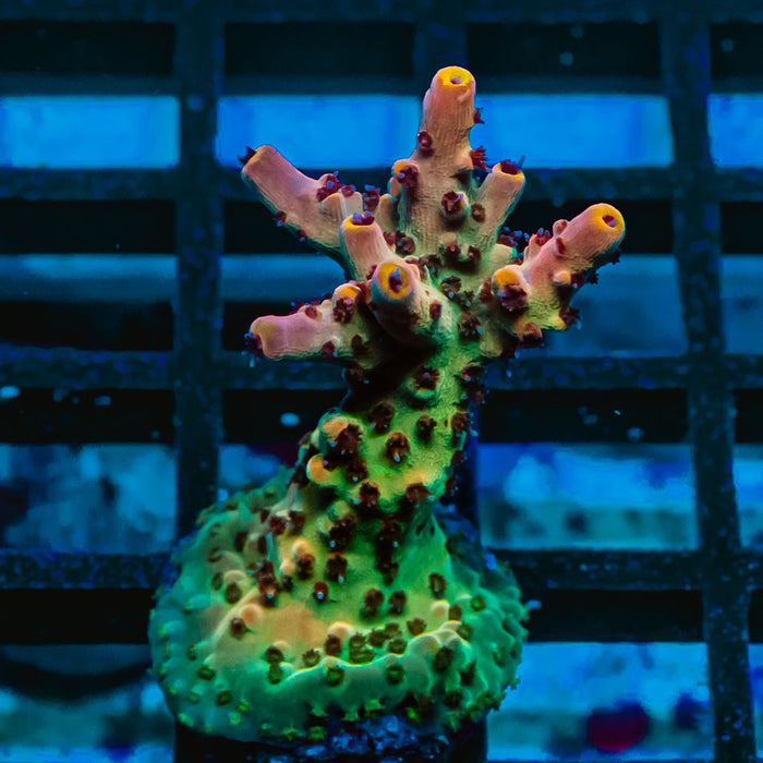 51 Acro Frag