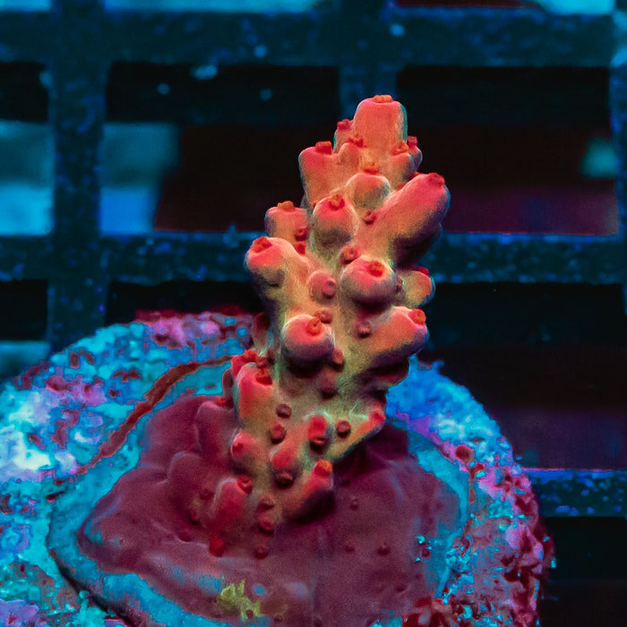 43 Acro Frag