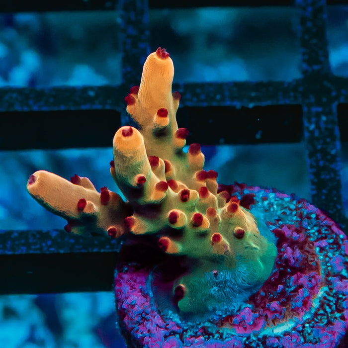 42 Acro Frag