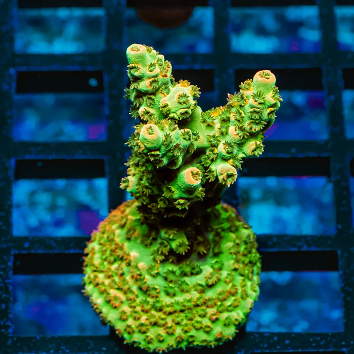 39 Acro Frag