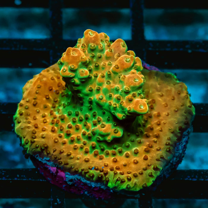 38 Acro Frag