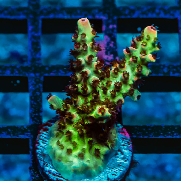 37 Acro Frag