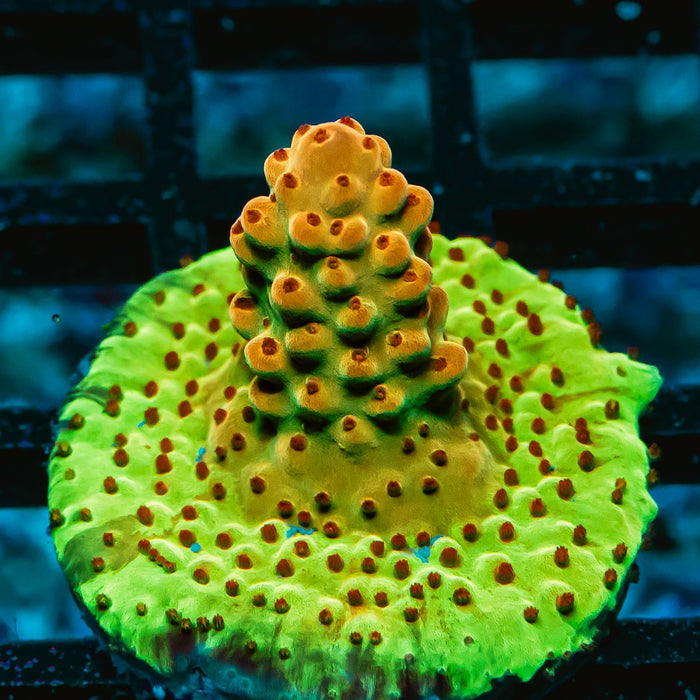 36 Acro Frag