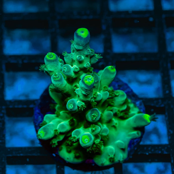 35 Acro Frag