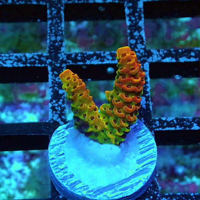 REx Crimson Gold Sunset Mille