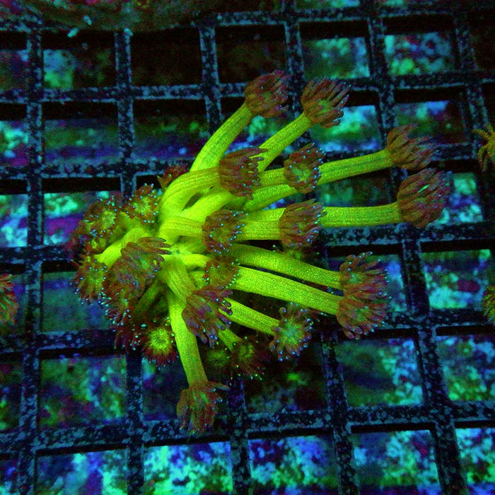 Goniopora Bright