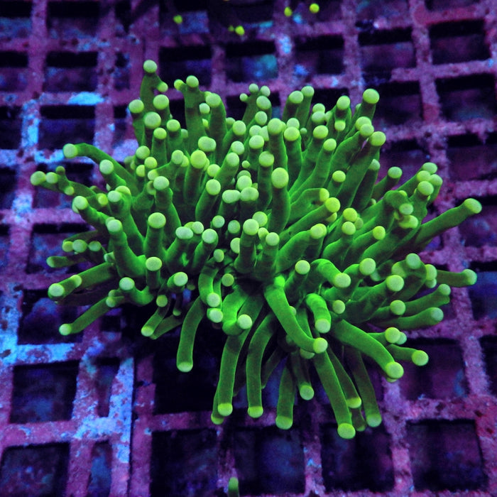 Green White Dots Torch