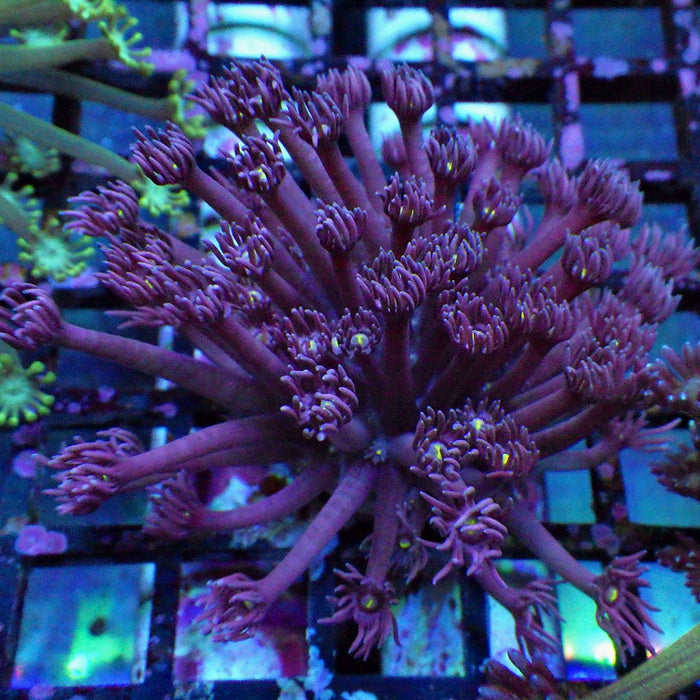 Goniopora 0015