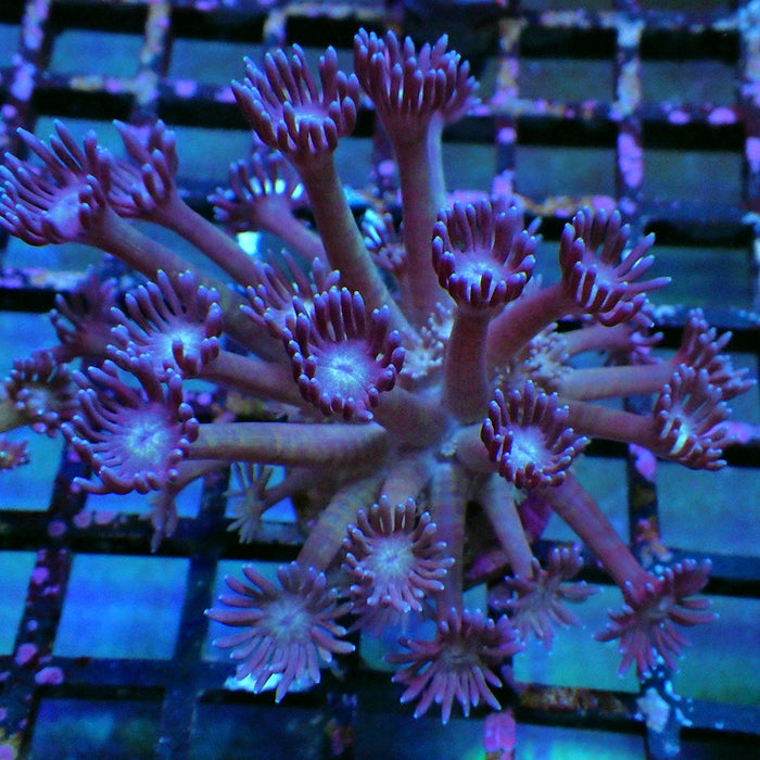 Goniopora 0017