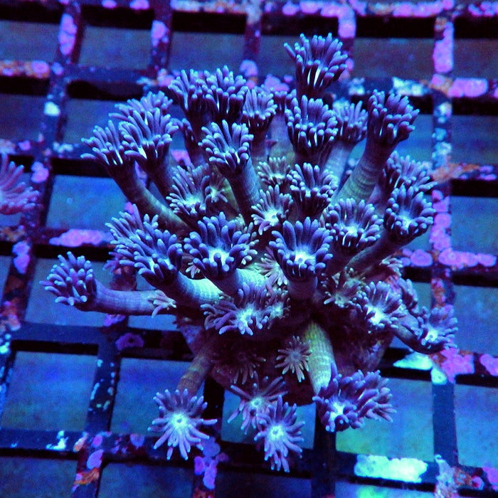 Goniopora 0018