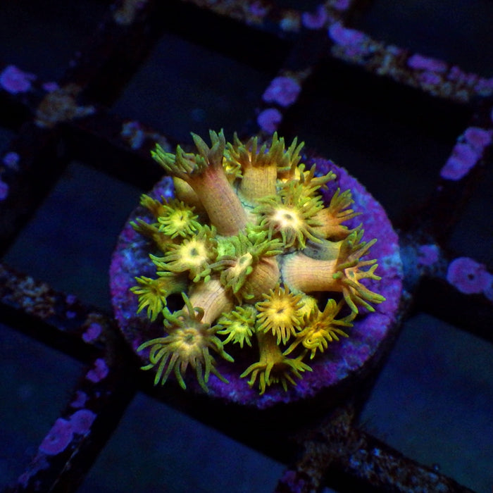 Goniopora Super Ultra 0056