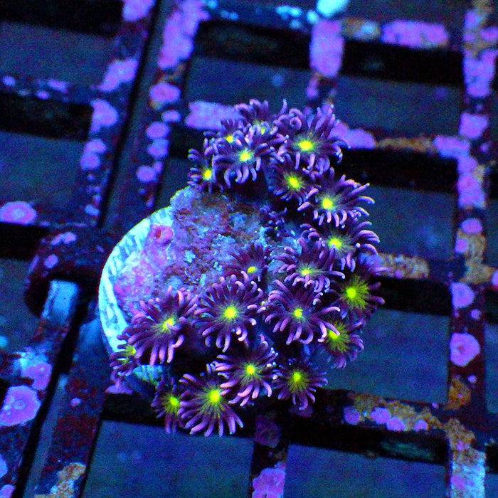 Goniopora Super Ultra