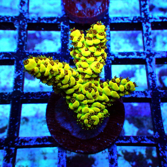 Acro Frag