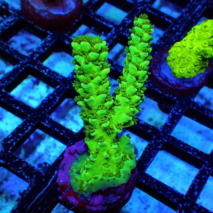 Acro Frag