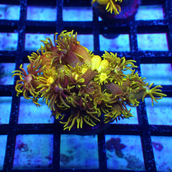 Goniopora Ultra