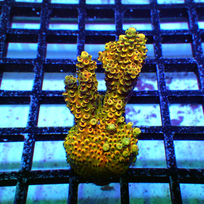 Acro Frag