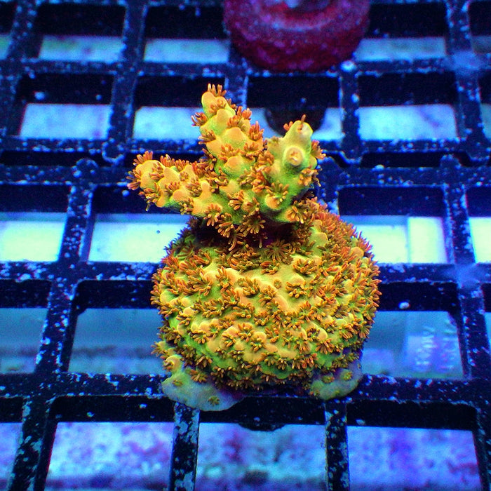 Acro Frag
