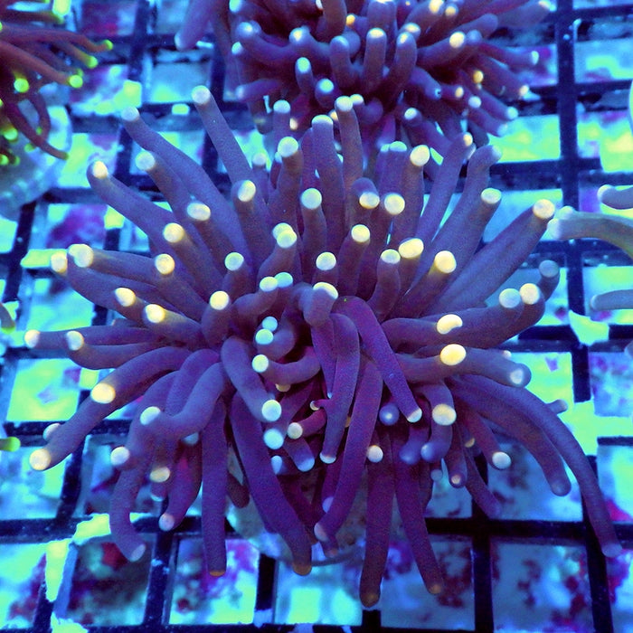 Blue Orange Torch Unique