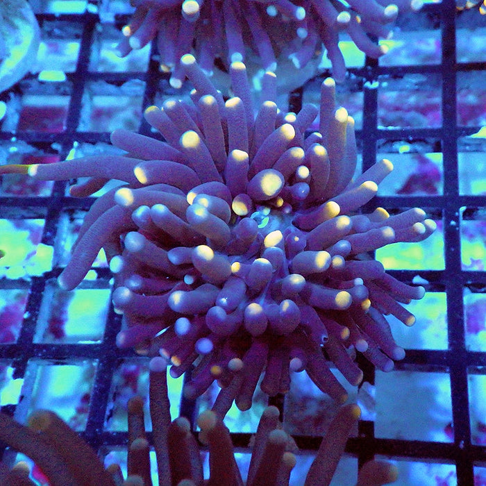 Blue Orange Torch Unique