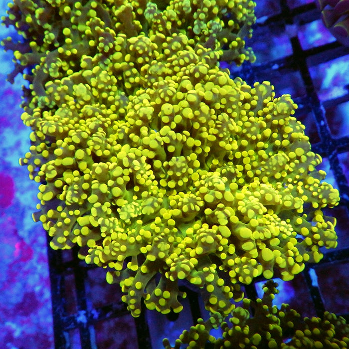 Ultra Gold Green Frogspawn
