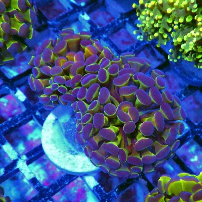 Hologram Branch Hammer