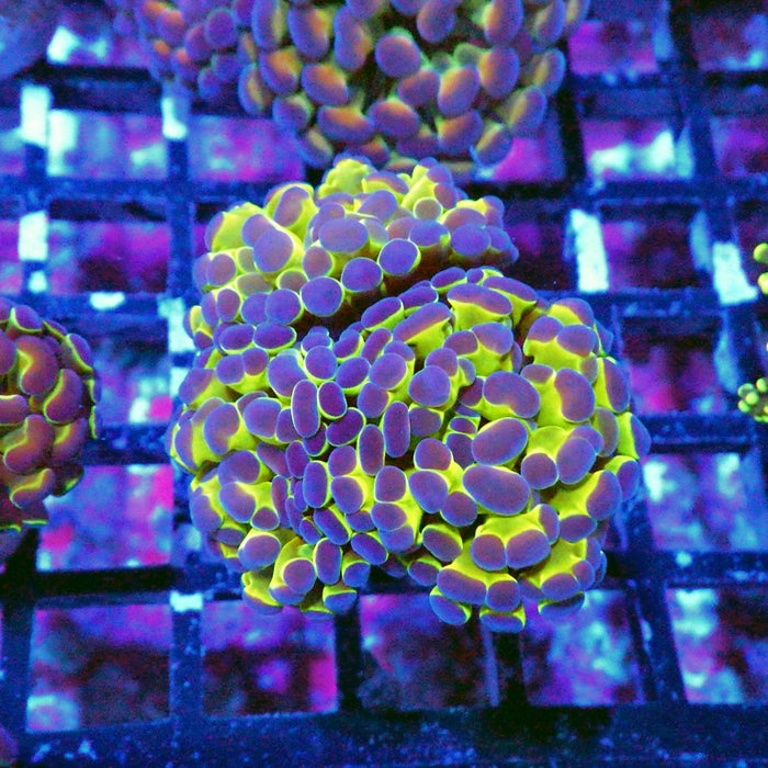 Hologram Branch Hammer