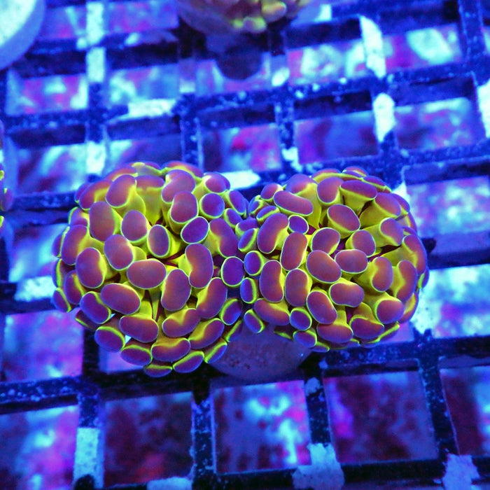 Hologram Branch Hammer