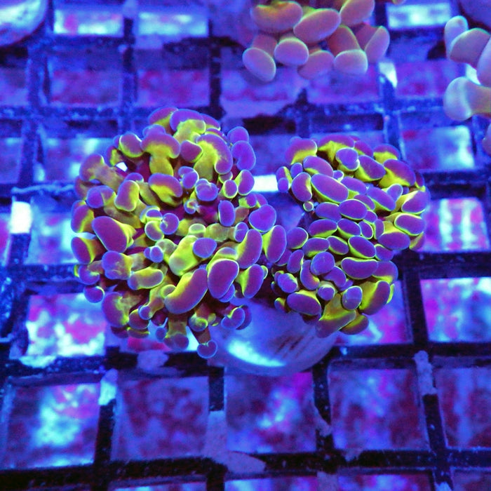 Hologram Branch Hammer