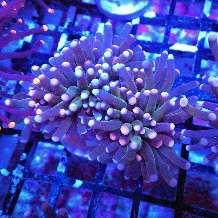 Pink Flame Torch