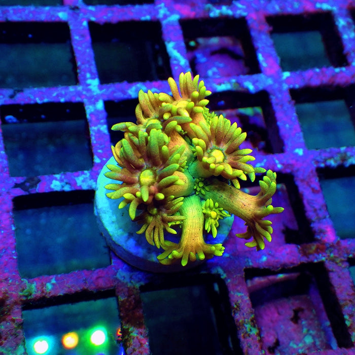 Goniopora Rainbow Super Ultra Grade