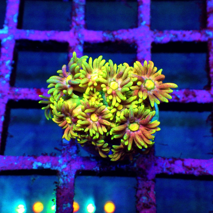 Goniopora Rainbow Super Ultra Grade