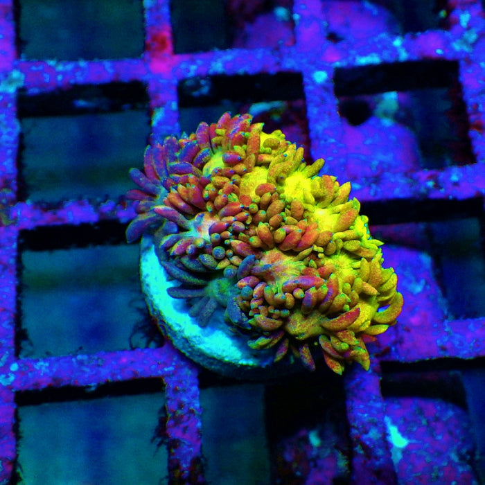 Goniopora Rainbow Super Ultra Grade