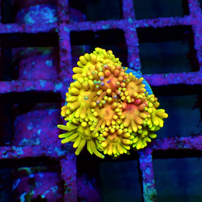Goniopora Rainbow Super Ultra Grade