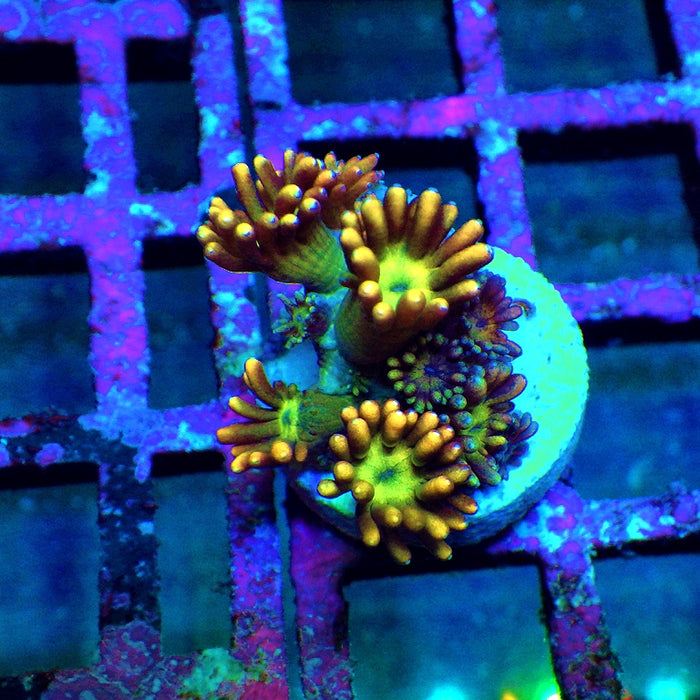 Goniopora Unique Ultra RAR