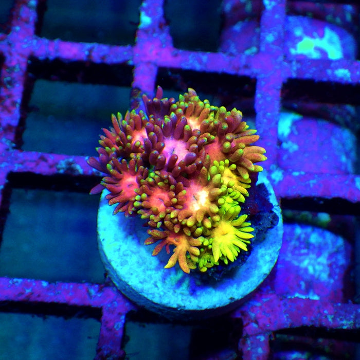 Goniopora Rainbow Super Ultra Grade