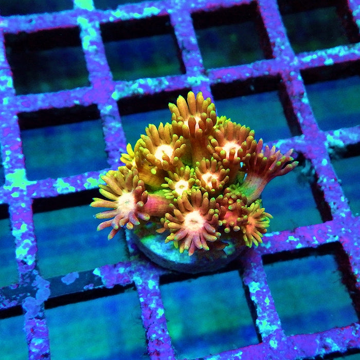 Goniopora Rainbow Super Ultra Grade