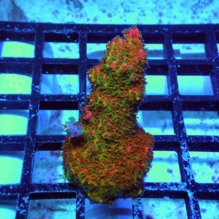 Acro Frag Aquaculture