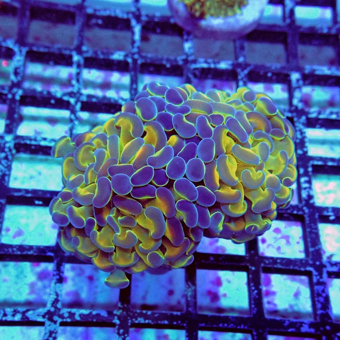 Hologram Branch Hammer