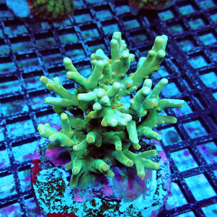Acro Colony