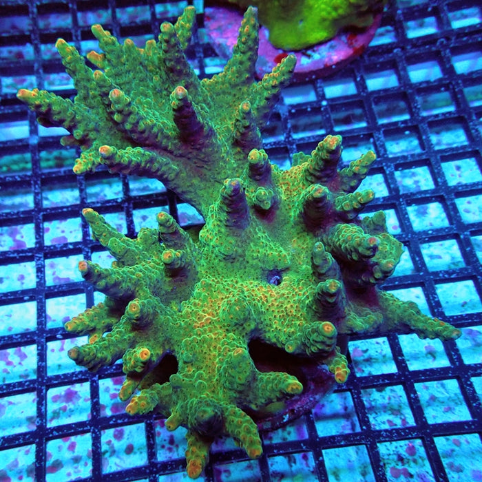 Acro Colony
