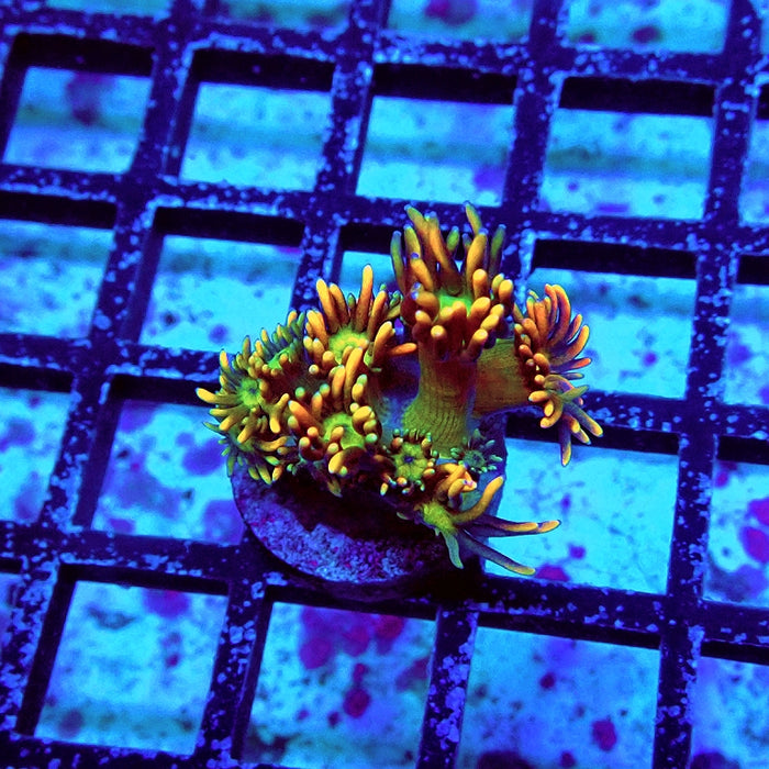 Goniopora Unique Ultra RAR
