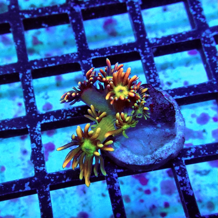 Goniopora Unique Ultra RAR
