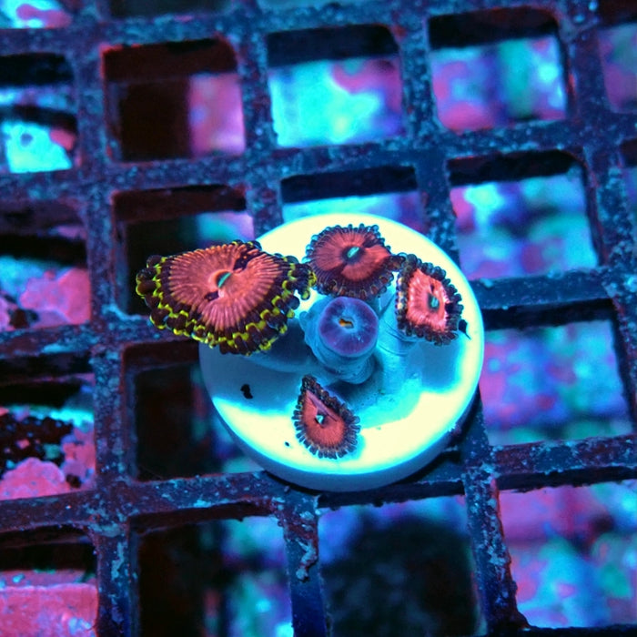 Pink Diamonds Zoas