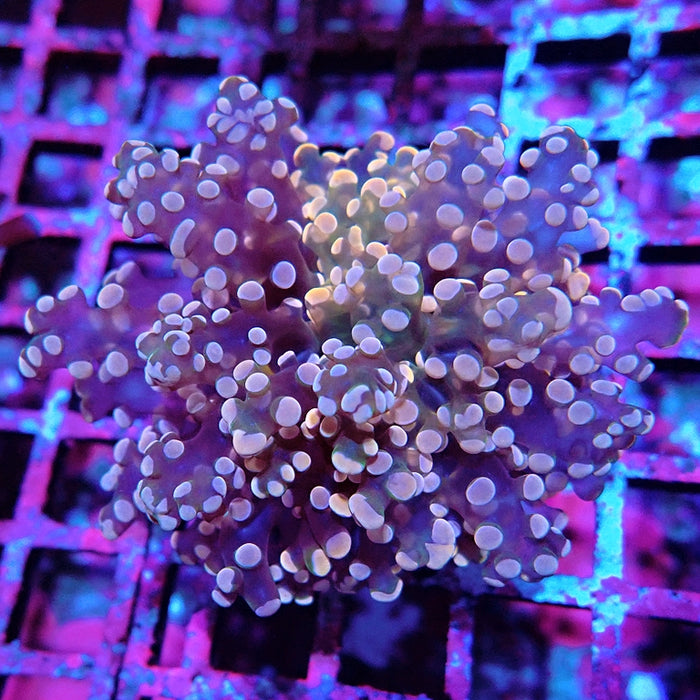 Euphyllia Pink Branch Frogspawn