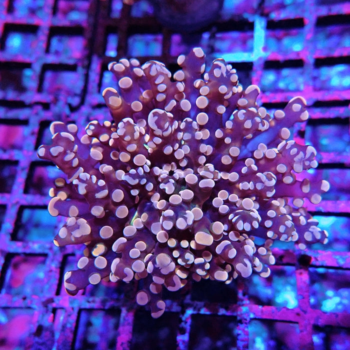 Euphyllia Pink Branch Frogspawn